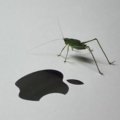 Photo: A visitor as I write sitting on our deck