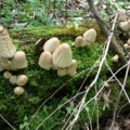 Photo: Are there hidden woodland creatures?