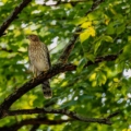 Cooper Hawks